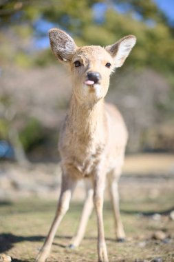 Nara Park 'taki geyik Japonya' da