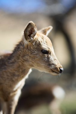 Nara Park 'taki geyik Japonya' da