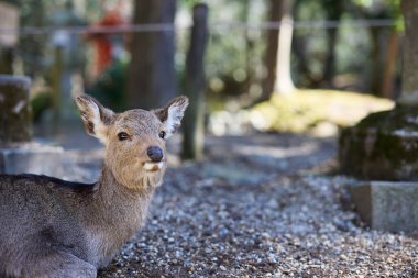 Nara Park 'taki geyik Japonya' da