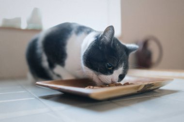 kedi evde yemek yiyor.