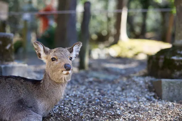 Nara Park 'taki geyik Japonya' da