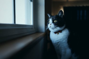 Pencerenin yanında bir kedi