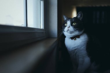 Pencerenin yanında bir kedi