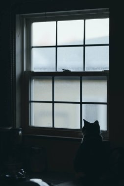 Pencerenin yanında bir kedi