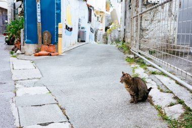Sokak kedisi arka sokakta.