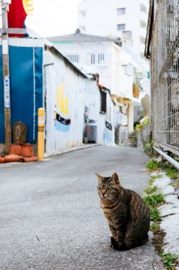 Sokak kedisi arka sokakta.