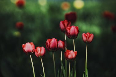 Yazın renkli lale tarlası