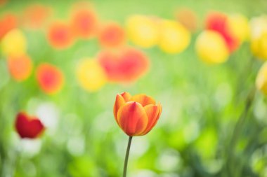 Yazın renkli lale tarlası