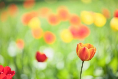 Yazın renkli lale tarlası