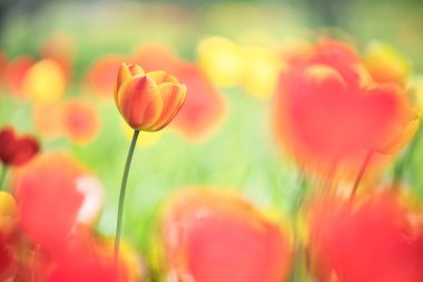 Yazın renkli lale tarlası