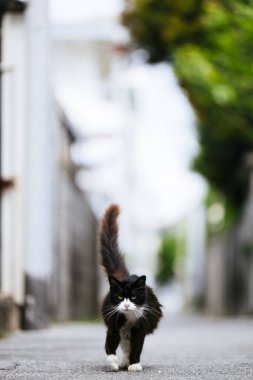 Sokak kedisi arka sokakta.