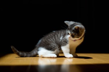 Şirin, aç gözlü kedi. 