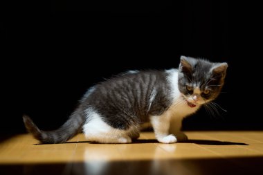 Şirin, aç gözlü kedi. 