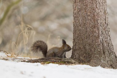 one squirrel on snow field