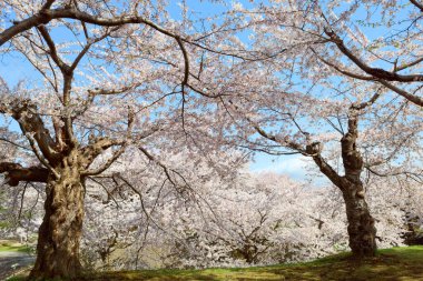 Japonya 'da kiraz çiçekleri var.