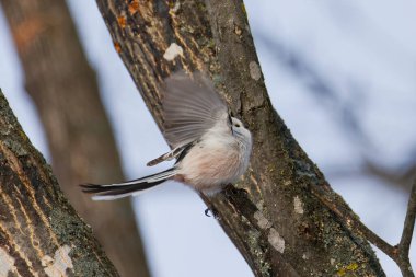  long tailed tit in winter