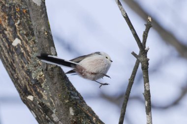  long tailed tit in winter