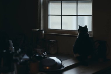 Pencerenin yanında bir kedi