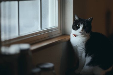 Pencerenin yanında bir kedi