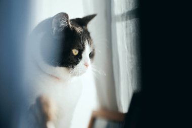 Pencerenin yanında bir kedi