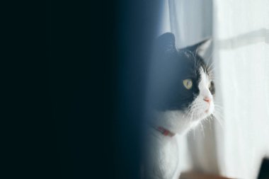 Pencerenin yanında bir kedi