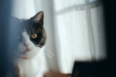 Pencerenin yanında bir kedi