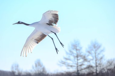 Kış Hokkaido 'sunda uçan vinç