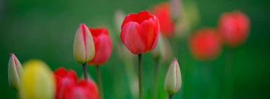 Yazın renkli lale tarlası