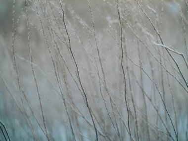 Ölü çimenler ve kışın gün doğumu