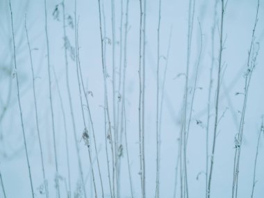 Ölü çimenler ve kışın gün doğumu