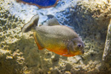 Piranha içinde belgili tanımlık akvaryum