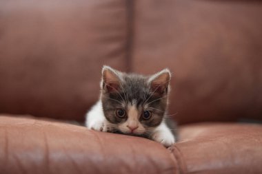 Evde sevimli bir kedi yavrusu var.