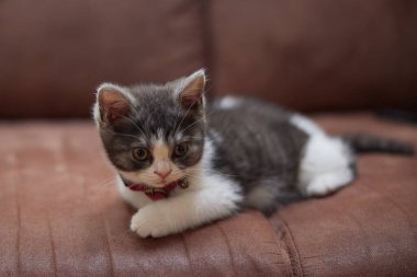 Evde sevimli bir kedi yavrusu var.