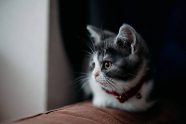 Evde sevimli bir kedi yavrusu var.