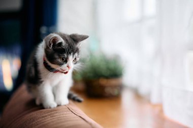 Evde sevimli bir kedi yavrusu var.