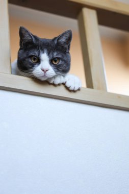 Çatı katından gizlice bakan bir kedi.