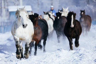 Koşan at kışın hokkaido