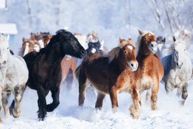 Koşan at kışın hokkaido