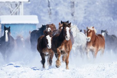 Koşan at kışın hokkaido