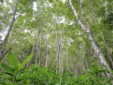 Rebun Adası 'ndaki betula ormanı