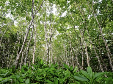 Rebun Adası 'ndaki betula ormanı
