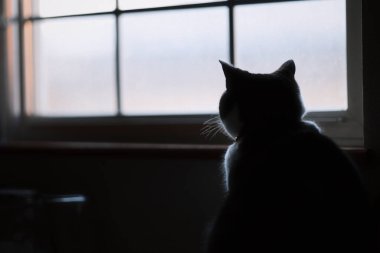 Pencerenin yanında bir kedi