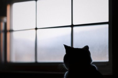 Pencerenin yanında bir kedi