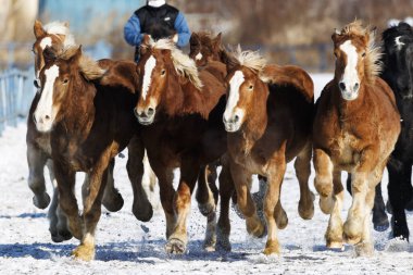 Koşan at kışın hokkaido
