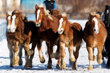 Koşan at kışın hokkaido