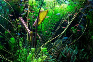 Yeşil akvaryum ve tropikal balık