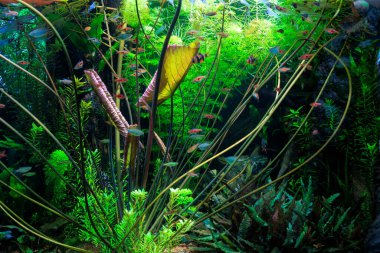 Yeşil akvaryum ve tropikal balık