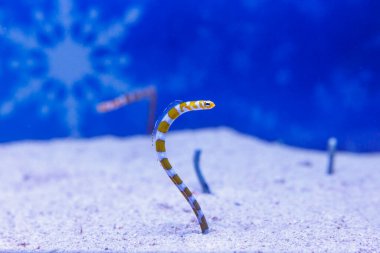 Bahçe yılanbalığı kumdan çıkıyor