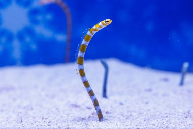 Bahçe yılanbalığı kumdan çıkıyor