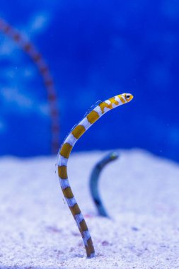 Bahçe yılanbalığı kumdan çıkıyor